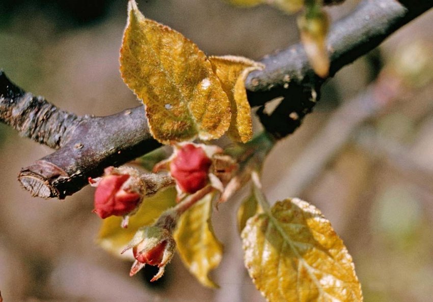 Пошкодження червоним плодовим кліщем Пошкодження червоним плодовим кліщем