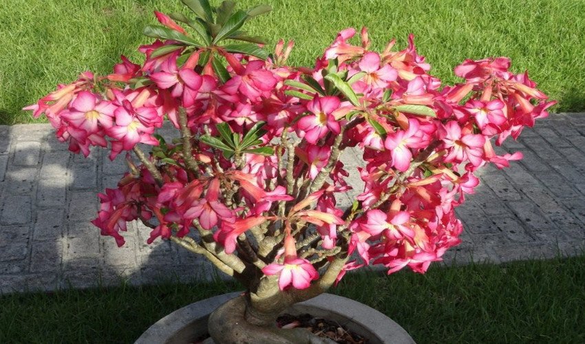 Аденіум Аденіум