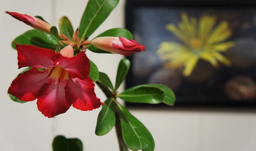 Аденіум Аденіум