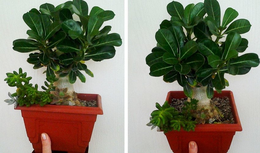 Аденіум Аденіум