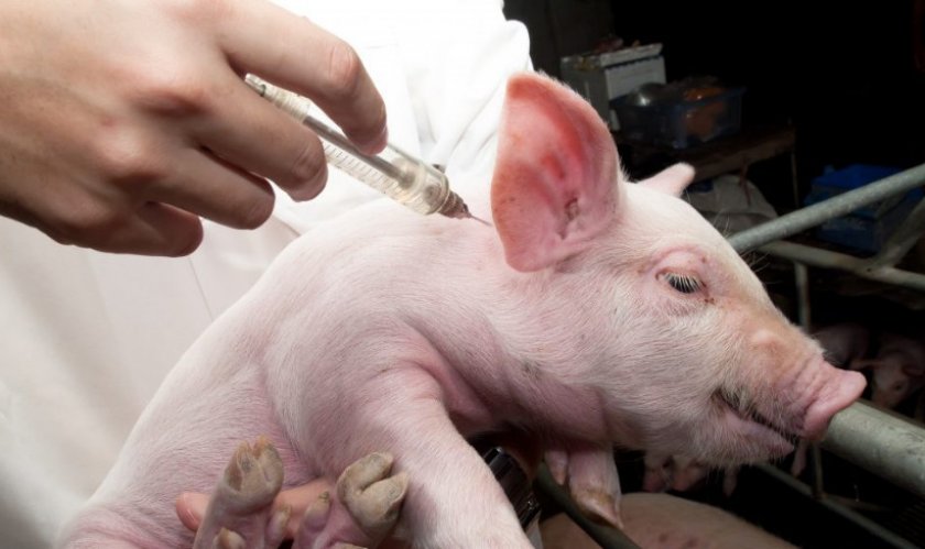 Вакцинация свиньи