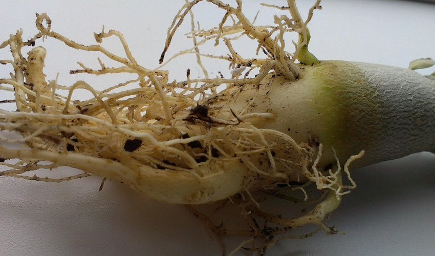 Корінь Корінь