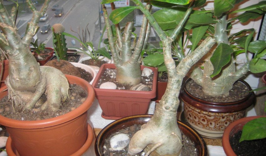 Аденіум Аденіум