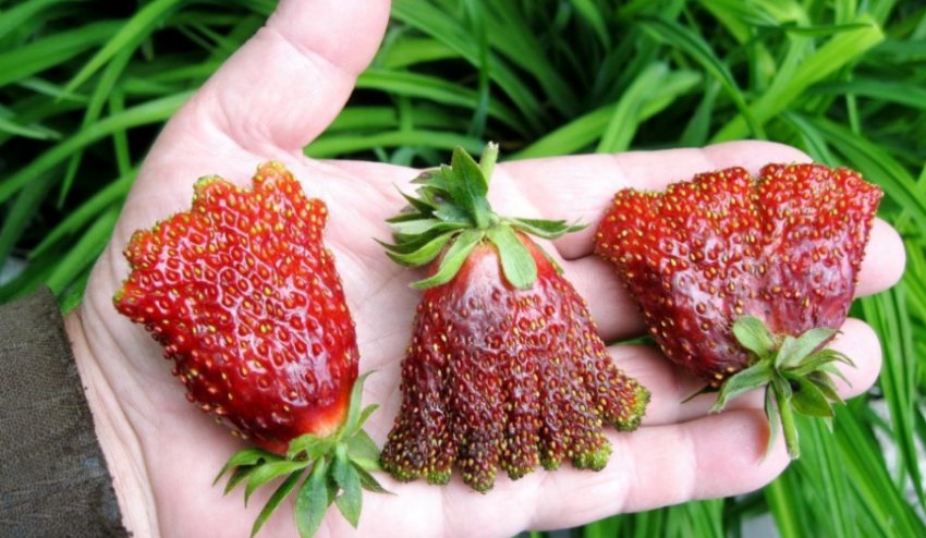 Земклубника Купчиха