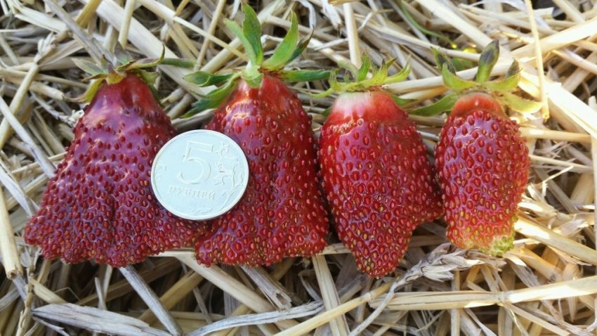 Клубниа Купчиха