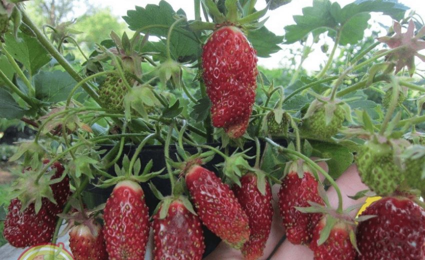 Врожай полуниці Купчиха