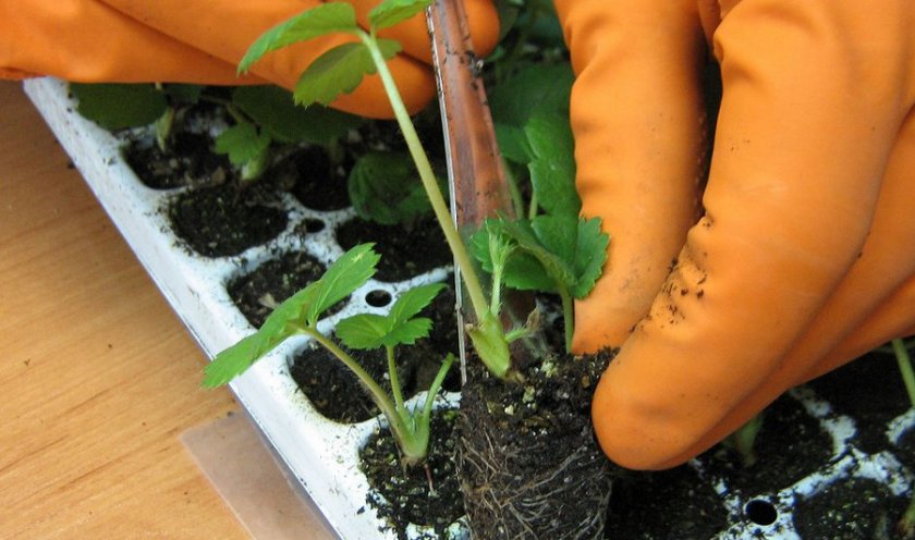 Как выращивать клубнику в открытом грунте пошаговая?