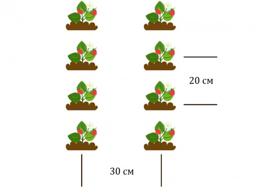 Схема розміщення кущів полуниці
