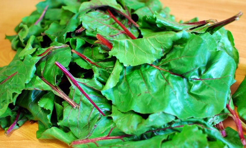 Бурякове бадилля