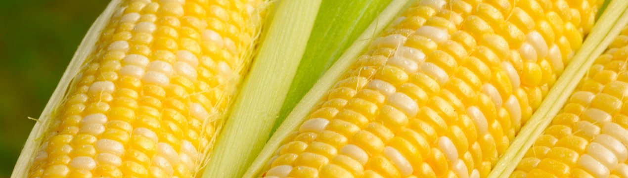 США допоможуть Пакистану впровадити генно-інженерну кукурудзу