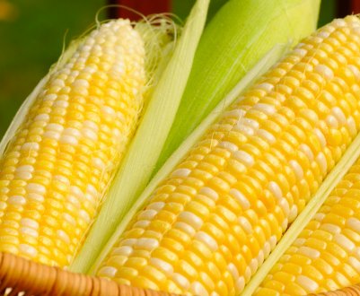 США допоможуть Пакистану впровадити генно-інженерну кукурудзу