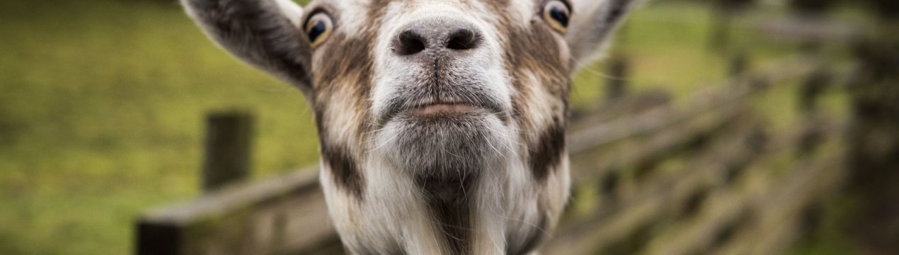 В Адигеї приступили до будівництва величезної козиної ферми