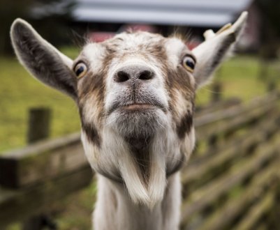 В Адигеї приступили до будівництва величезної козиної ферми