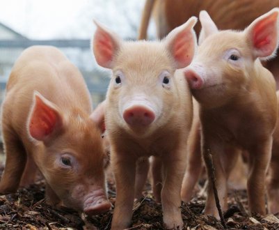 На липецких просторах обживаються 593 канадські свині