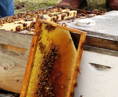 Скільки кілограмів меду треба для зимівлі бджіл