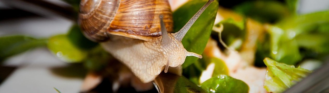 90 відсотків продукції равликову ферм України йде на експорт