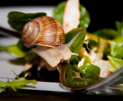 90 відсотків продукції равликову ферм України йде на експорт