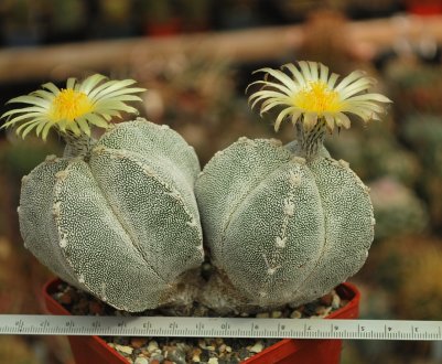 Астрофітум: догляд в домашніх умовах