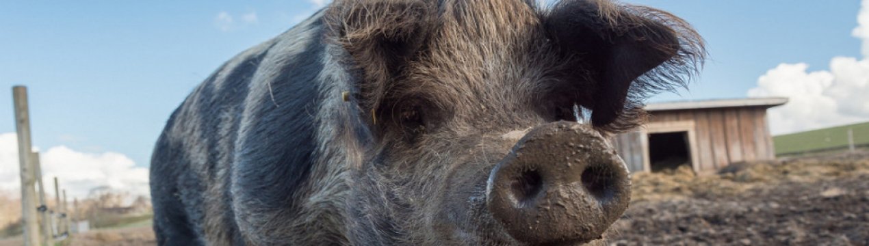 Африканська чума свиней