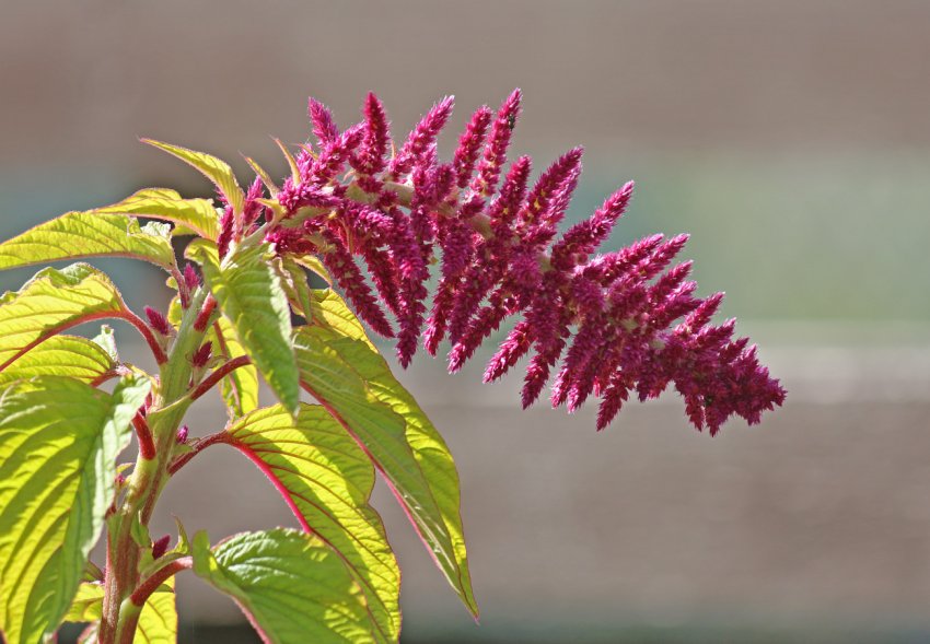 Український винахідник створив енергоефективну технологію заготівлі амаранту Український винахідник створив енергоефективну технологію заготівлі амаранту