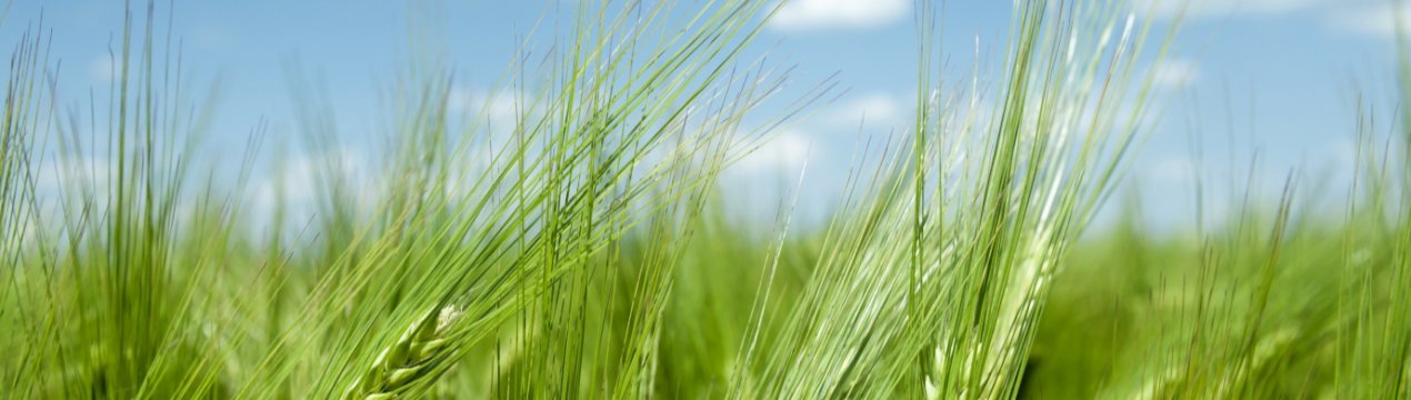 Україна експортувала 44,5 млн тонн зерна