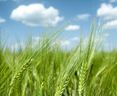 Україна експортувала 44,5 млн тонн зерна