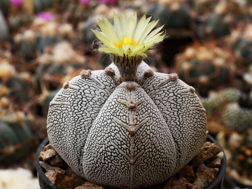 Астрофітум крапчастий