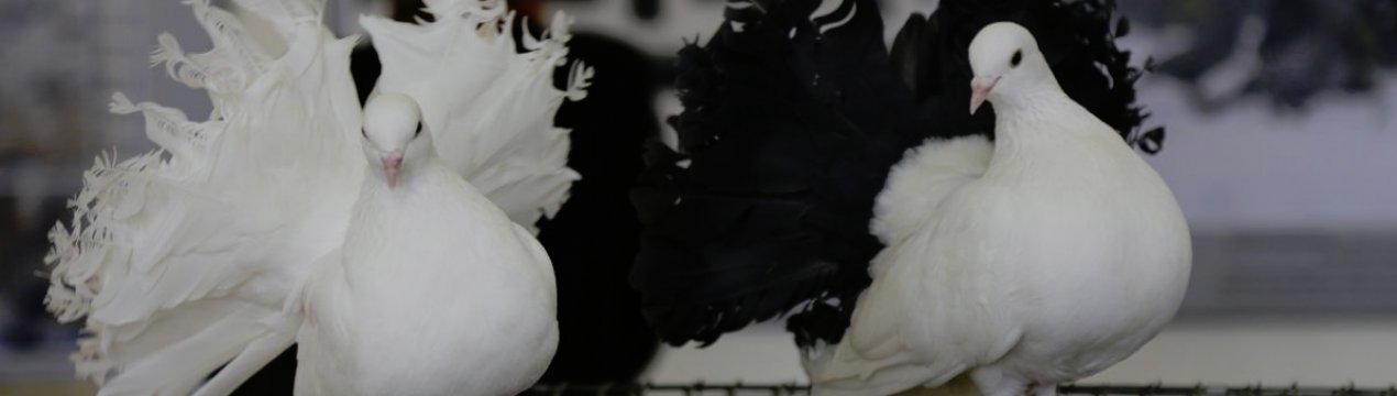 Голуби, павичі: опис породи, особливості догляду та годування