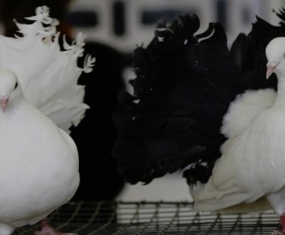 Голуби, павичі: опис породи, особливості догляду та годування