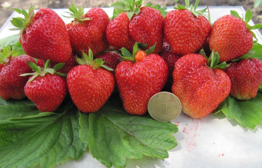 Полуниця Кімберлі Полуниця Кімберлі