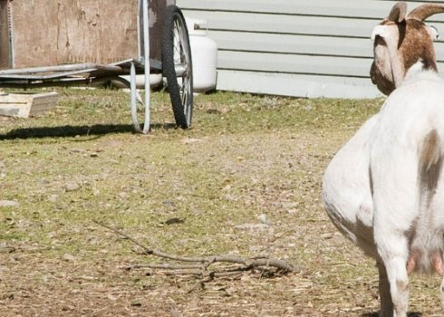 Як визначити вагітність у кози в домашніх умовах