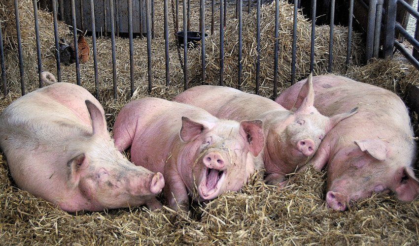 Африканська чума свиней