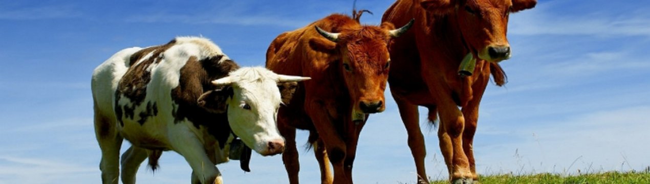 Как сделать и обустроить стойло для коров