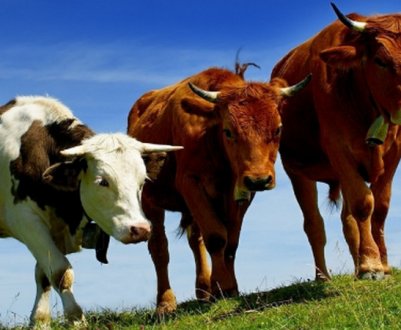 Як зробити та облаштувати стійло для корів