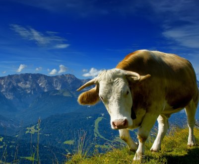 Українська компанія «Агроліга» відмовляється від молочного тваринництва і розпродає стадо