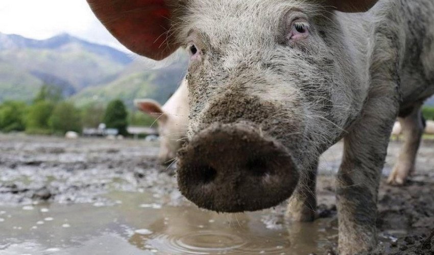 Африканська чума свиней