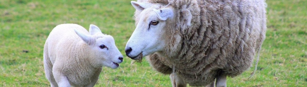 Ірландські вівчарі протестують проти «дикого зниження цін»