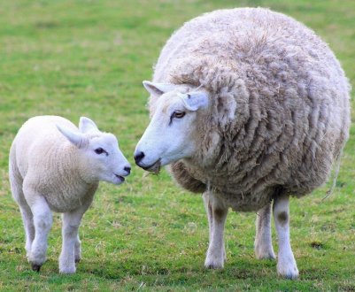 Ірландські вівчарі протестують проти «дикого зниження цін»