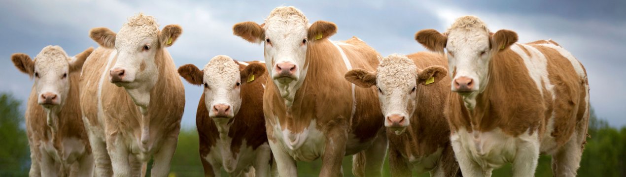 В Ірландії у Johnstown Castle для фермерів День відкритих дверей