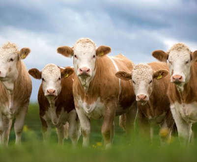 В Ірландії у Johnstown Castle для фермерів День відкритих дверей