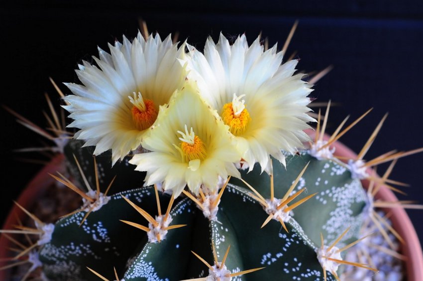 Астрофітум прикрашений