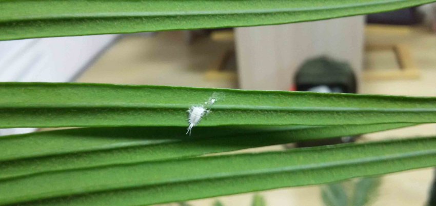 Борошнистий червець у ріки Борошнистий червець у ріки