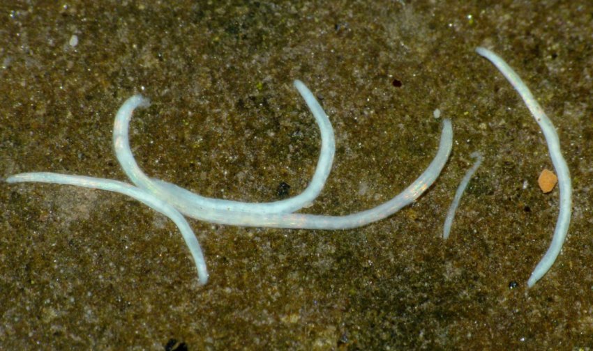 Нематоди у ріки Нематоди у ріки