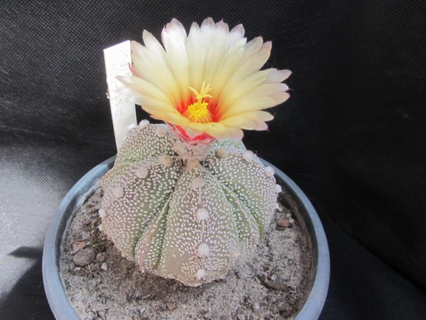 Астрофітум