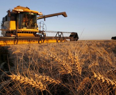 Кубанські аграрії досягли посівного фінішу