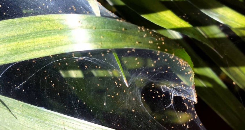 Павутинний кліщ у ріки Павутинний кліщ у ріки