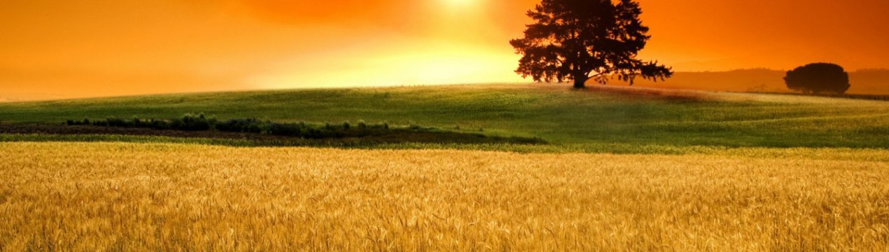 6,6 мільйонів гектарів в Україні засіяно ярими зерновими культурами