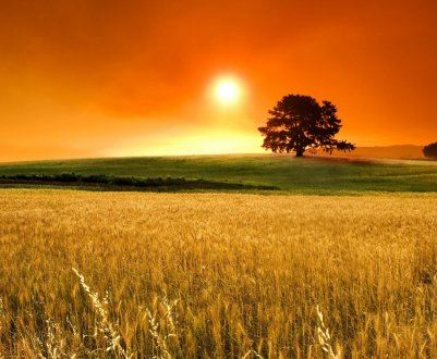 6,6 мільйонів гектарів в Україні засіяно ярими зерновими культурами