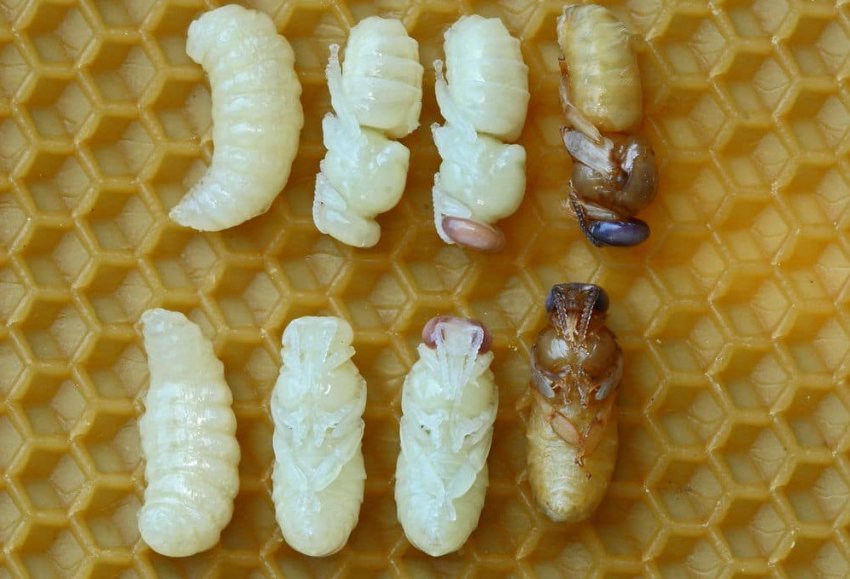 Народження бджоли