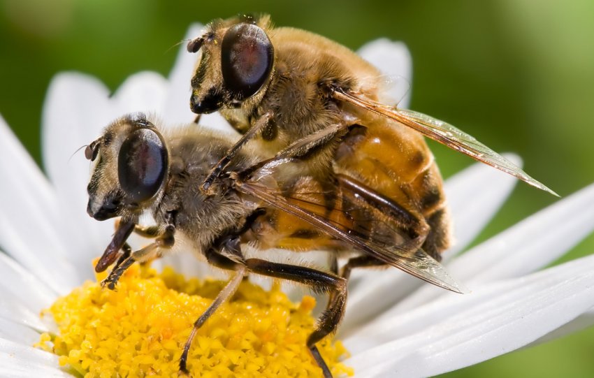 Парування бджіл
